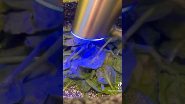 Киш с красной рыбой смотреть онлайн