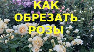 Как обрезать розы