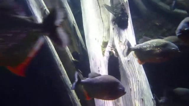 Piranha's up close - Too close for comfort! смотреть онлайн