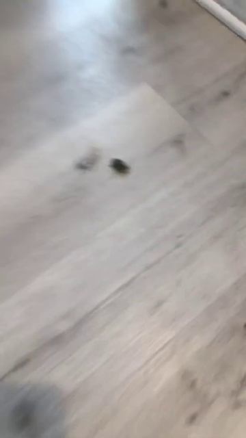 Rip japeness bettle смотреть онлайн