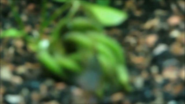 (HD) Planted Tank FINAL смотреть онлайн