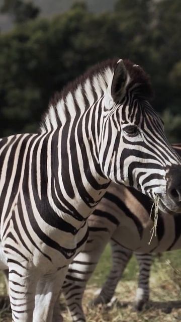 #animals #trend #relaxing #subscribe #like #zebra #instagram #youtubeshorts #jungle #likeforlikes## смотреть онлайн