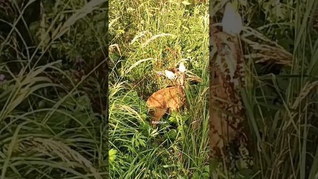 Пиппин I на прогулке #центрфеникс #wildanimals #спасаемжизни смотреть онлайн
