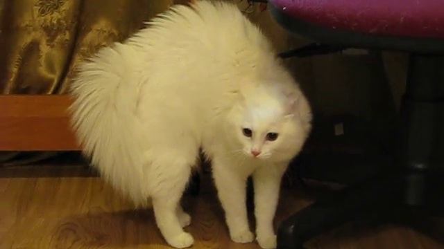 MVI_0738.AVI смотреть онлайн