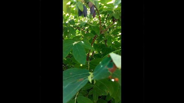 Наш сад 24 06 2022г смотреть онлайн