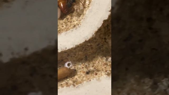 harpegnathos venator colony смотреть онлайн
