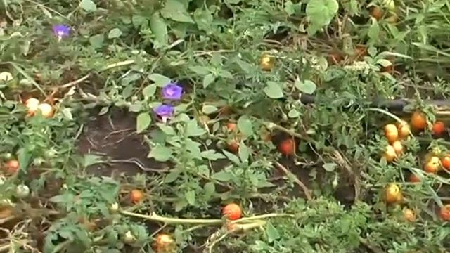 Урожай с высоких грядок Harvest from high beds смотреть онлайн
