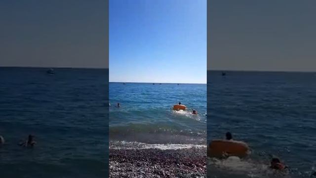 Дельфин подплыл совсем рядом к людям, Криница, Краснодарский край смотреть онлайн