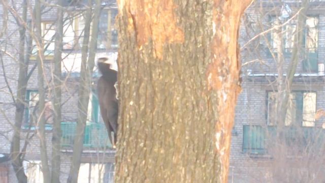 Дятел. Желна. смотреть онлайн