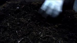 Лечение малька и сравнение 4-х видов зелёного корма. Часть 2.