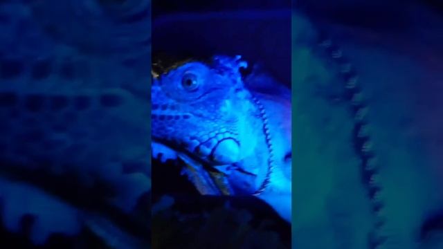 #игуана#зеленаяигуана#ящерица#рептилии#iguanas#pets#iguana#shorts#short смотреть онлайн