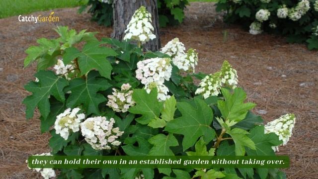 Top 8 Easy-to-Grow Shrubs for a Stunning Front Yard 🌺🏡🌸 // gardening Ideas смотреть онлайн