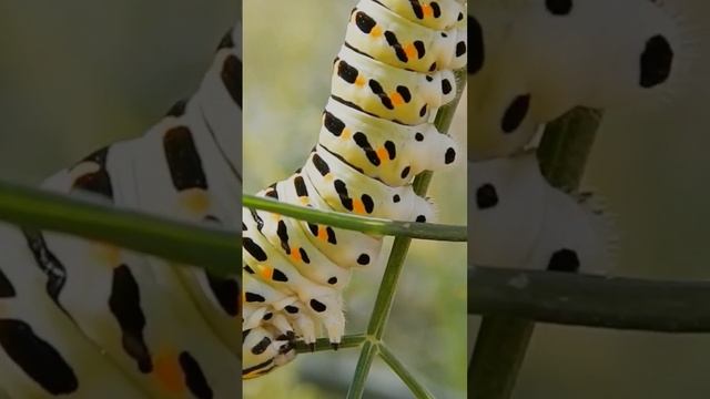 Гусеница кушает вкусную еду. смотреть онлайн