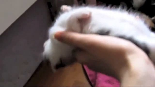 СМЕШНЫЕ КОШКИ HQ смотреть онлайн