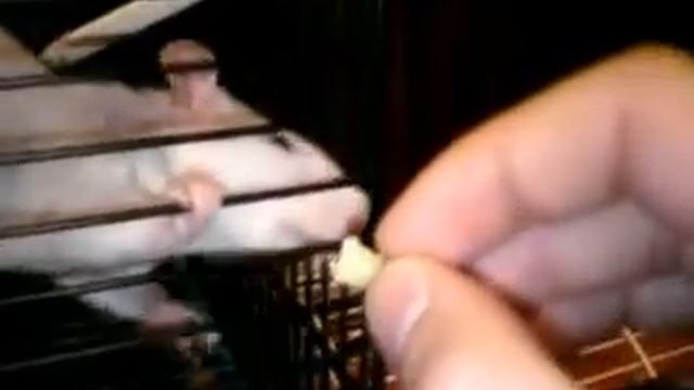 крыска ест смотреть онлайн