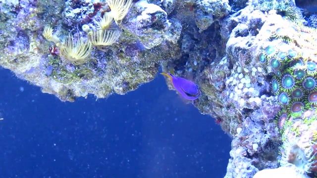 Royal Gramma 2 смотреть онлайн