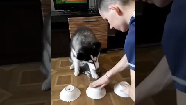 Хаски угадывает еду в тарелках смотреть онлайн