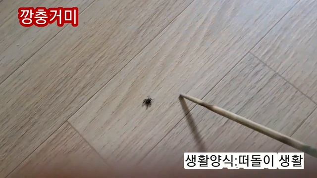 다육이 사이를 깡충 깡충 뛰어다니는 깡충거미 смотреть онлайн