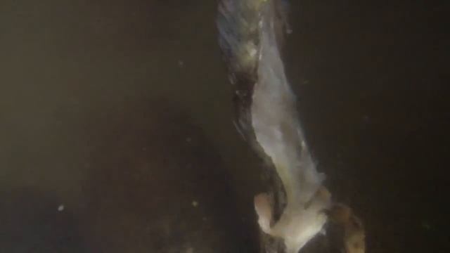 Giant Queensland Grouper (Groper) Feeding In Cooktown BY HAND (with Shark And Stingray Visits)