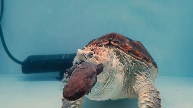 Snapping Turtle Eats Giant Salamander!! | WARNING LIVE FEEDING ! смотреть онлайн