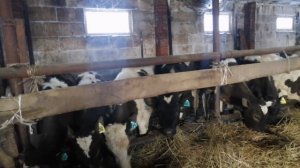 Кфх коровник 2021