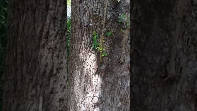 Adult Cuban knight anole (Anolis equestris) in Miami FL смотреть онлайн