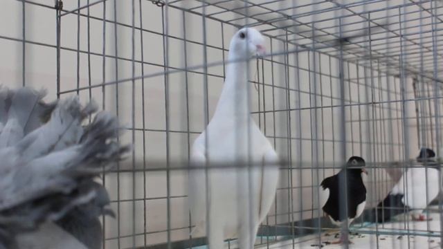 Голубиная выставка в ЦСКА 19.01.2019 смотреть онлайн