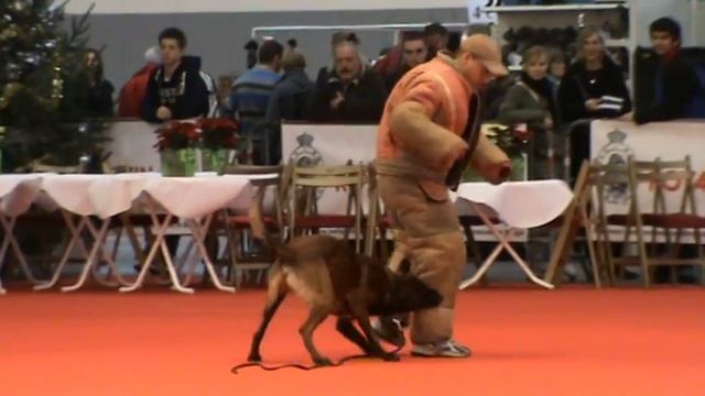 Brussels Dog Show 2011 : Défence 7 смотреть онлайн