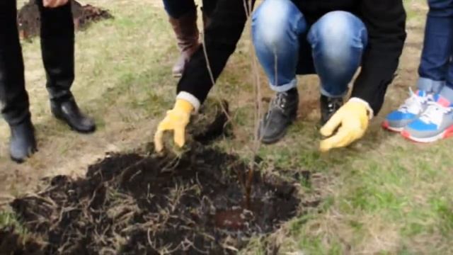 "Аллея ЛГТУ" смотреть онлайн