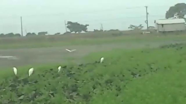 LOVOL FOTON TA – 650 Labores de Romploneo De Sr. Orlando Lopez Samborondón смотреть онлайн
