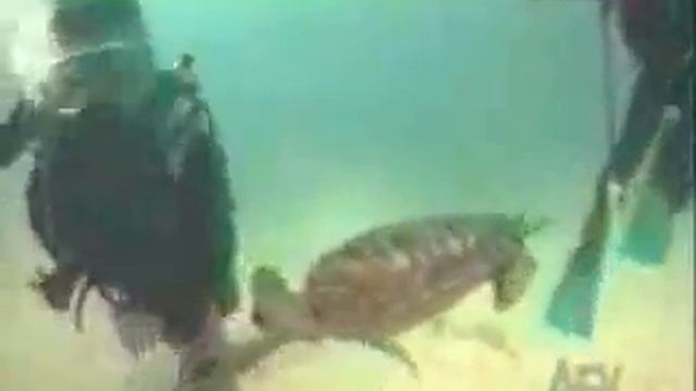 hillarious afv animals смотреть онлайн
