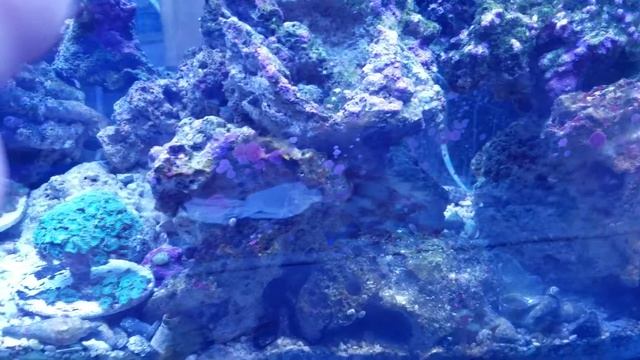 Robert's Reef tank update with new Marco Rock zoanthid sculpture смотреть онлайн