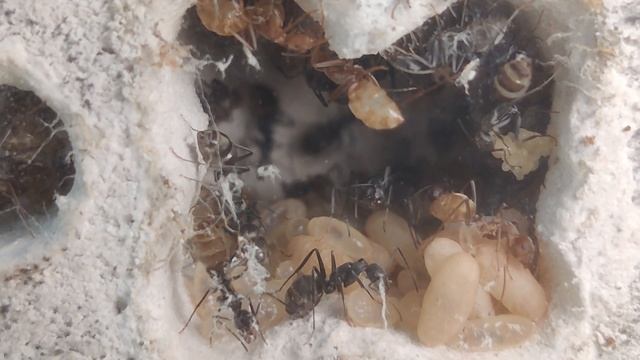 Camponotus Parius #6 -Un développement pépère смотреть онлайн