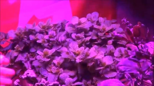 #191 Basement Plants and the Aquaponic Garden смотреть онлайн