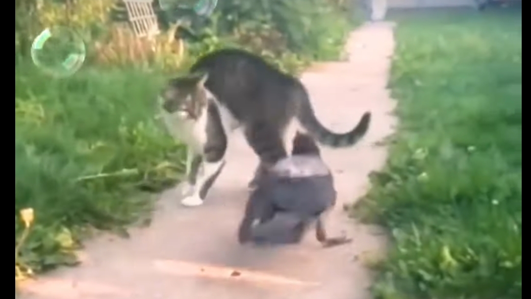 ЭТОТ УГОЛЬНЫЙ БЕСЁНОК ТРОЛИТ ВСЕХ без РАЗБОРА