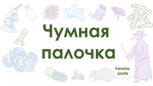 Чумная палочка - Yersinia pestis - микробиология