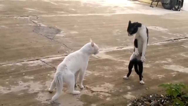 Супер кот встал на лапы. Лучшый видео прикол. смотреть онлайн