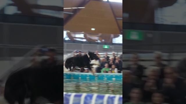 Kurgo DockDogs - Sydney Dog Lovers Festival смотреть онлайн