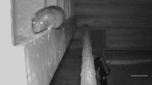 Огромные крысы в курятнике. Как я с ними борюсь