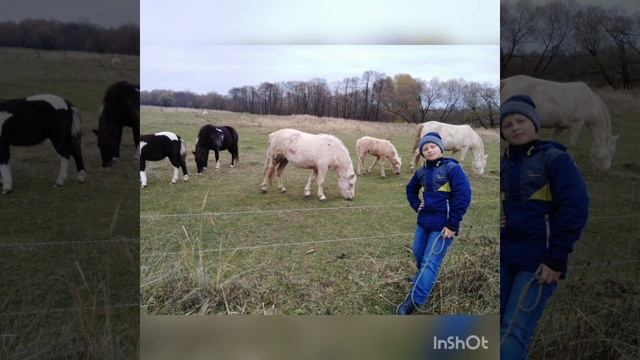 Мои лошадки смотреть онлайн