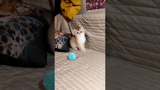 Золотая шиншилла (британский котик игруля), в игре! 😉🐾 в продаже смотреть онлайн
