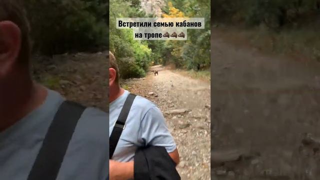 Дикие кабаны вышли на тропу (Турция, Миллепарк) смотреть онлайн