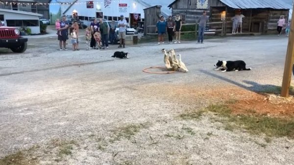 Dogs Herding Ducks || ViralHog