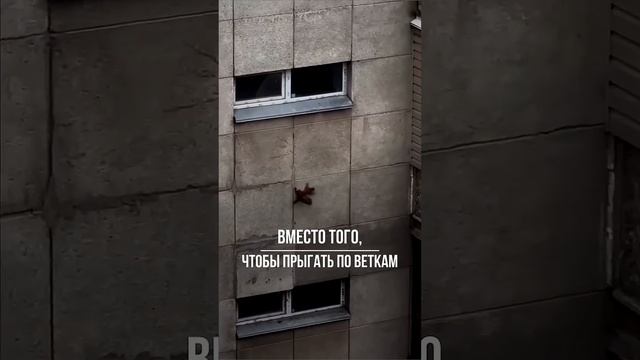 Белка нарушает законы гравитации смотреть онлайн