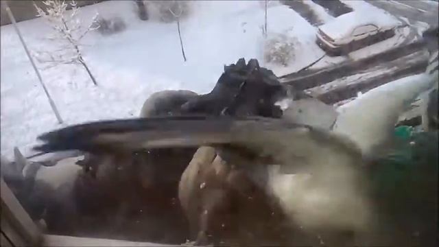 Голубиные бои смотреть онлайн