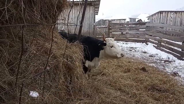 Как поднять молоко? Часть 1 начало нового эксперимента смотреть онлайн