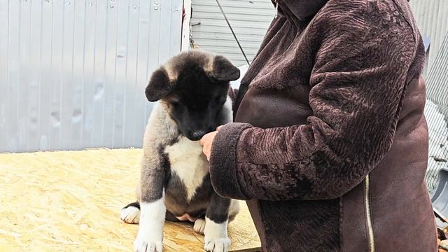 Девочка Американская Акита уезжает от нас в Тольятти, но её братик пока свободен смотреть онлайн