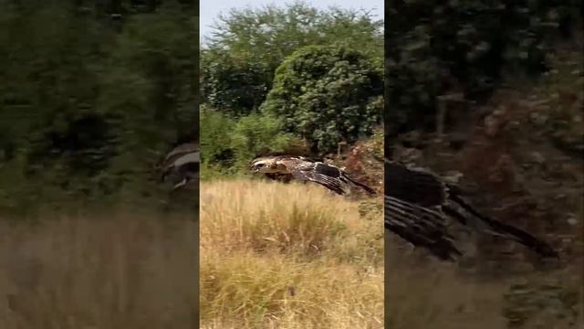 hawk eagle training viideo #shortvideo #fbreels смотреть онлайн