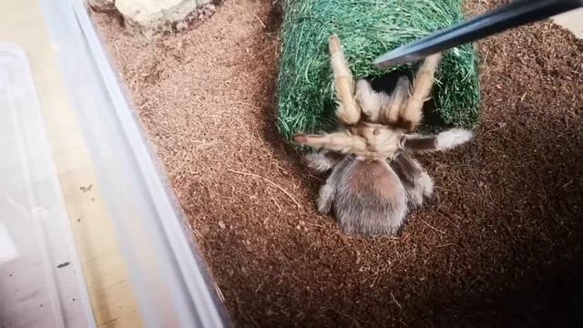 Tarantula rehousing - Aphonopelma chalcodes смотреть онлайн