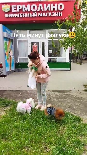 Собаки самые преданные животные❤ #животные #собаки смотреть онлайн